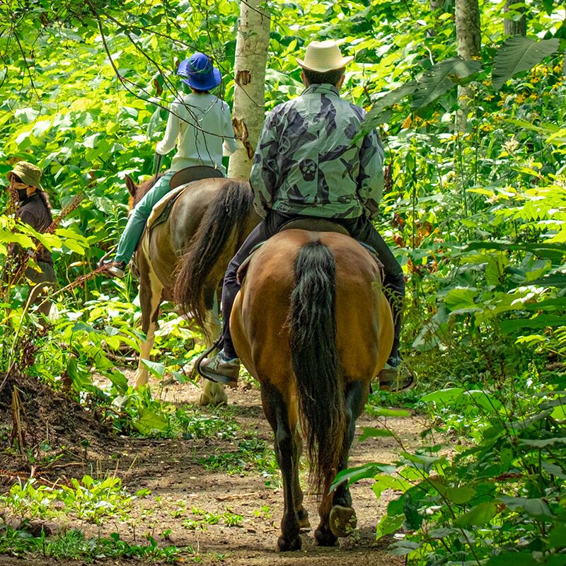 Horse riding near Mt Yotei