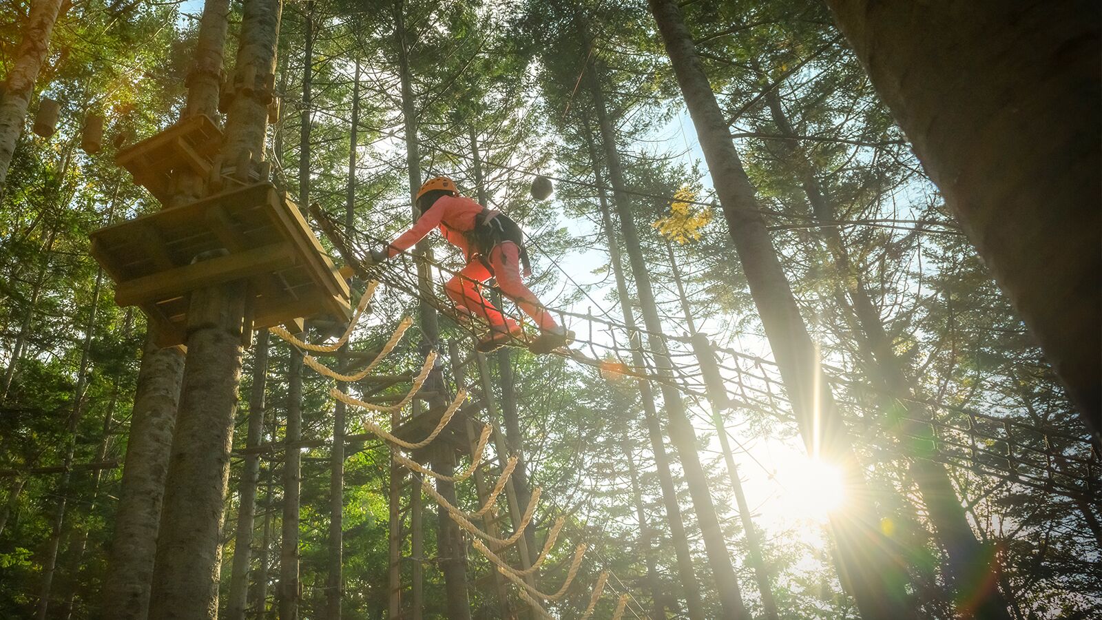 Tree trekking obstacle course