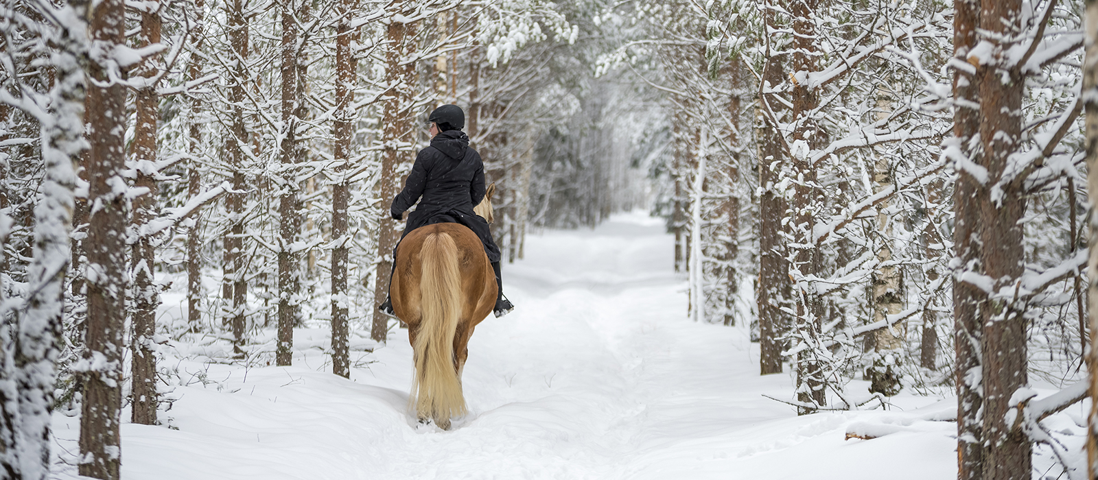 Horse riding at Mt Yotei in winter